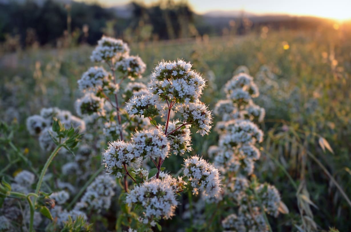 Origano-selvatico-montagna-calabria-biologico-aroma-spezie