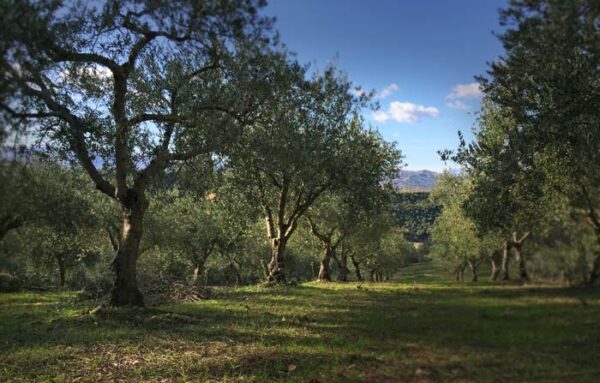 Amaro naturale alle olive di Calabria Ulivar 500 ml - immagine 3