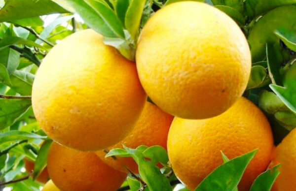 Marmellata di Arancio Biondo tardivo di Trebisacce - 250 grammi - immagine 2