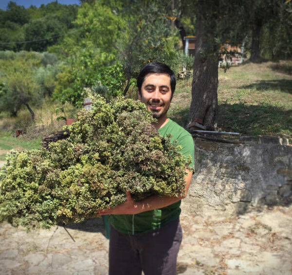 Mazzo sfuso di origano Vulgare del Pollino - 1 kg - immagine 3