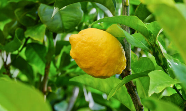 Marmellata di limone antico e zenzero  - 220 grammi - immagine 2