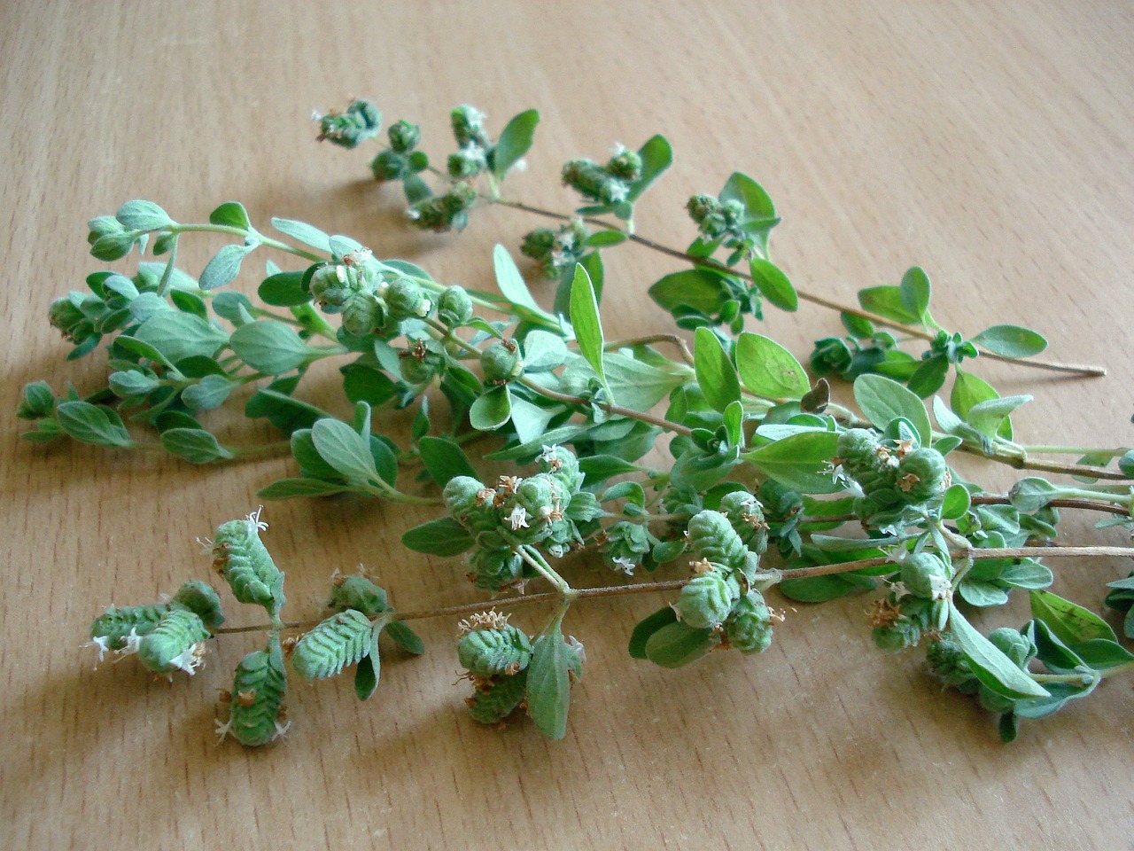 oregano, greens, oregano-2687173.jpg